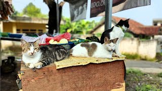 unyik berebut Sosis | The cats fight over the sausage food