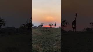 say hello to africa hoes #foryoupage #fyp #Shorts #spencer.jennings