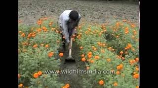 Marigold or gaindha farming in West Bengal