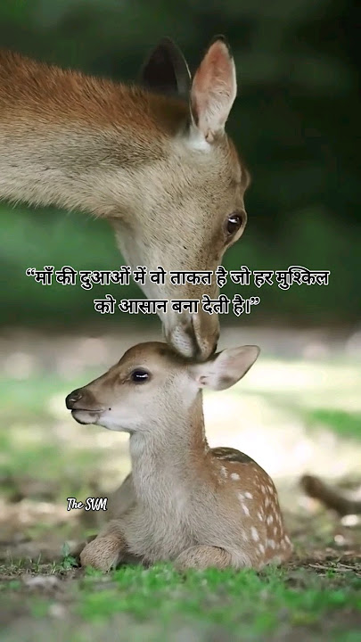 nature lovenature lover nature love ajimd nature love song #trendingshorts #viralvideo