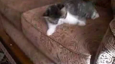 Video 2423101: exotic shorthair brown tabby, tabby white exotic shorthair, shorthair tabby kitten, tabby persian, exotic shorthair male kitten, tabby boy, beautiful tabby, haired persian