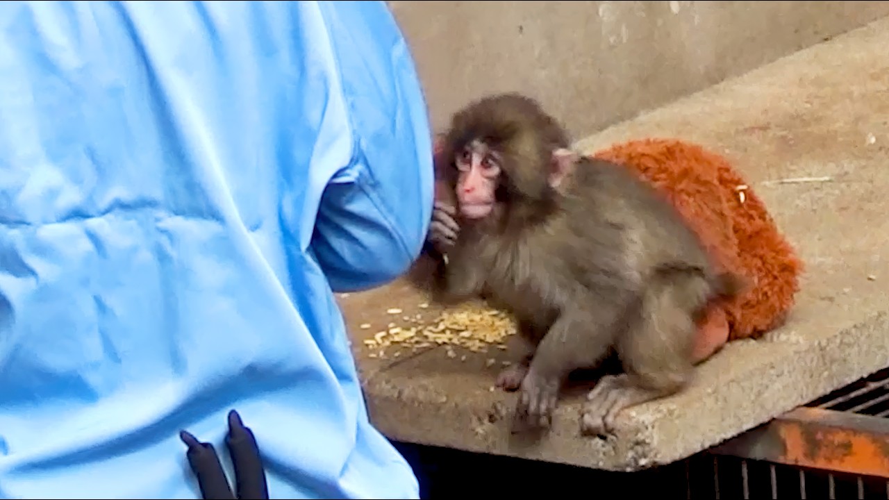 Monkey Punch hugged his favorite keeper and wouldn’t let go