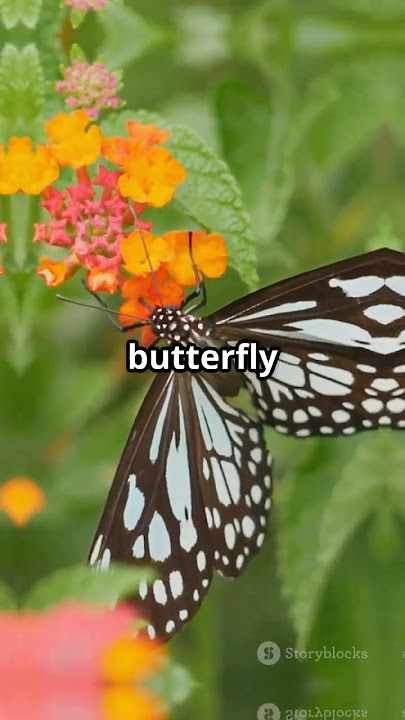 What is Metamorphosis? #biology #science #kidsscience#metamorphism