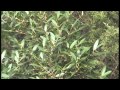 Fillirea Fillirea