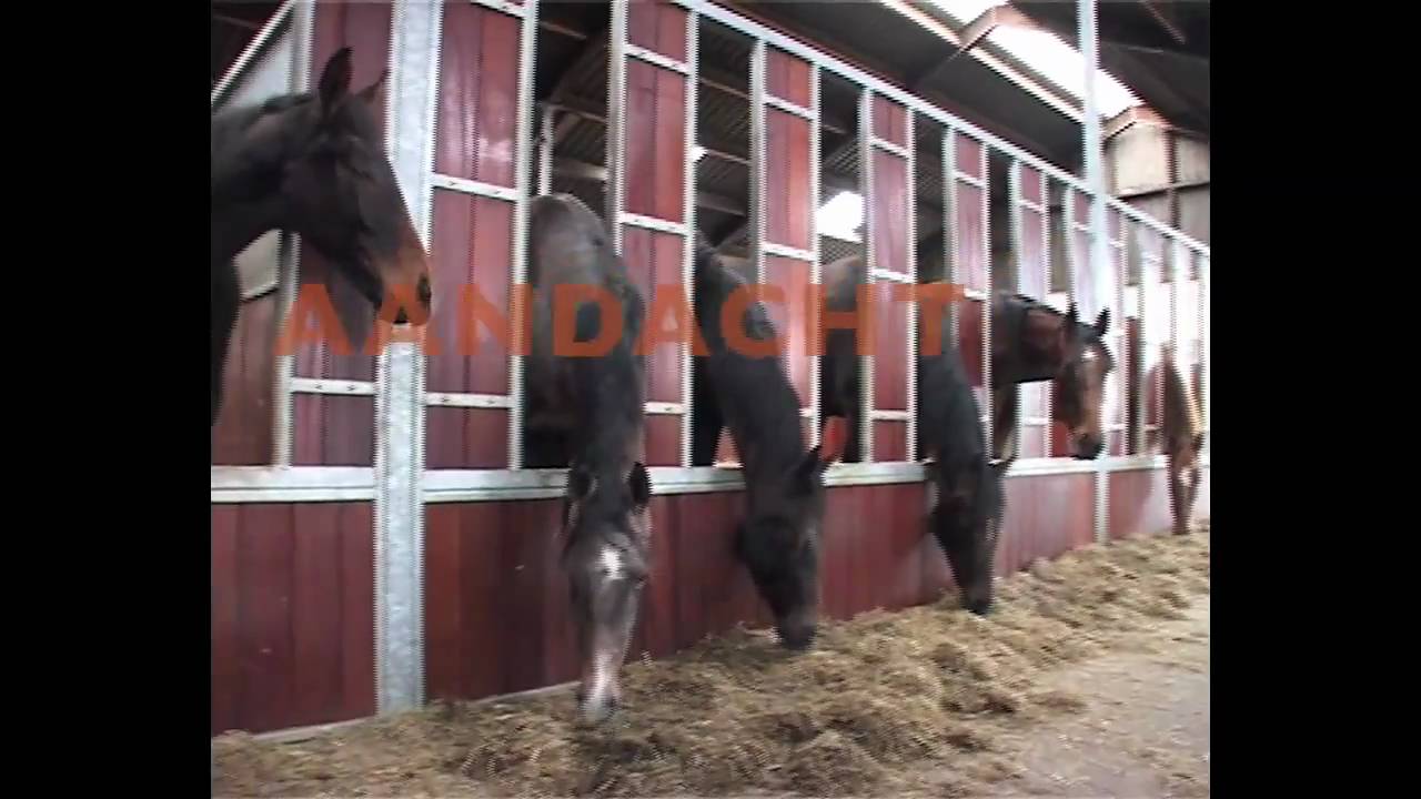 Paarden Opfokbedrijf Jacobs Hoeve.mp4