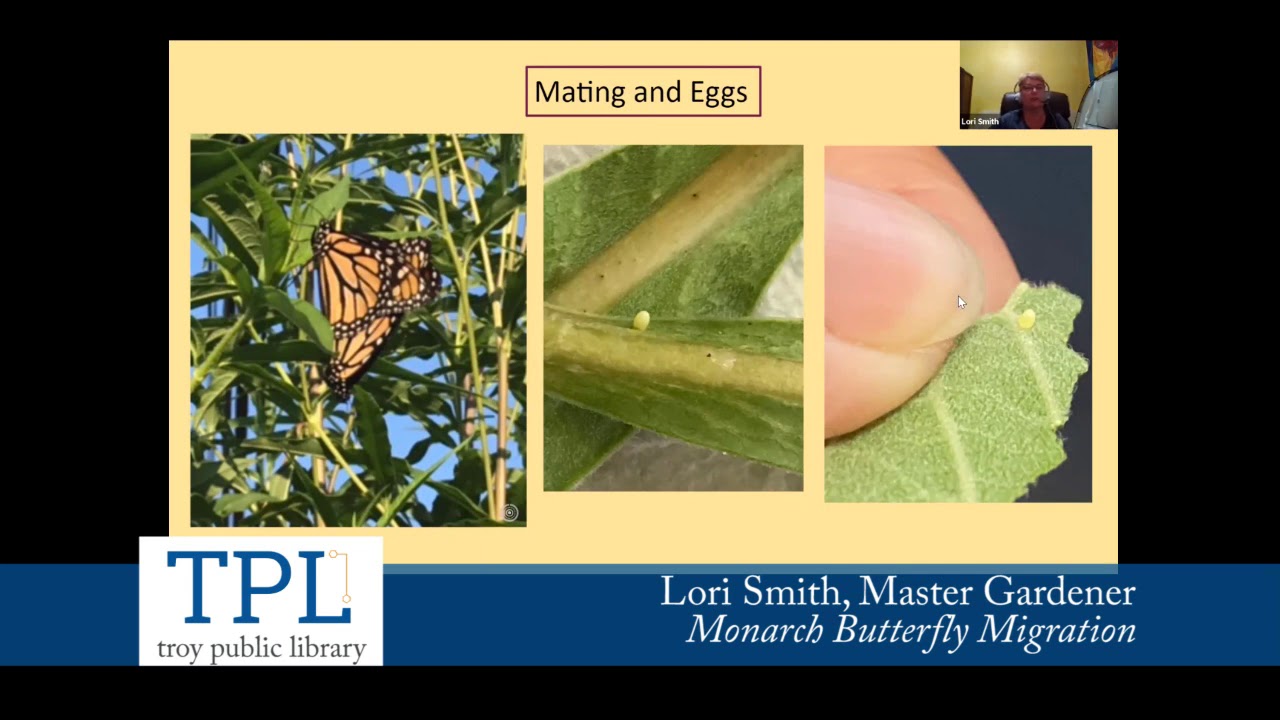 Library Virtual Presentation Monarch Butterfly Migration YouTube