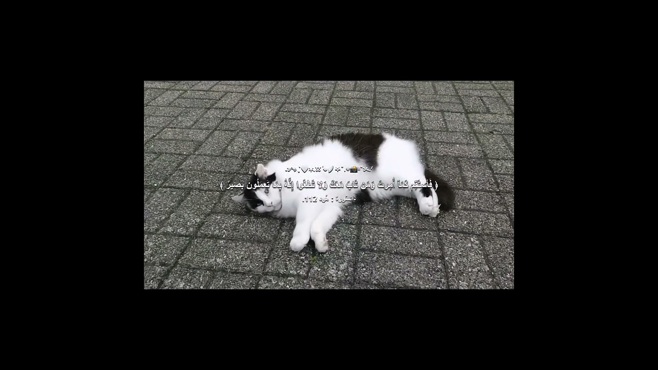 #سورة_هود#قران_الكريم#الحمد_لله_دائماً_و_أبداً#صدقة_جارية#قرآن_الكريم#ادعية#اذكار#عصابة_سوما#fyp