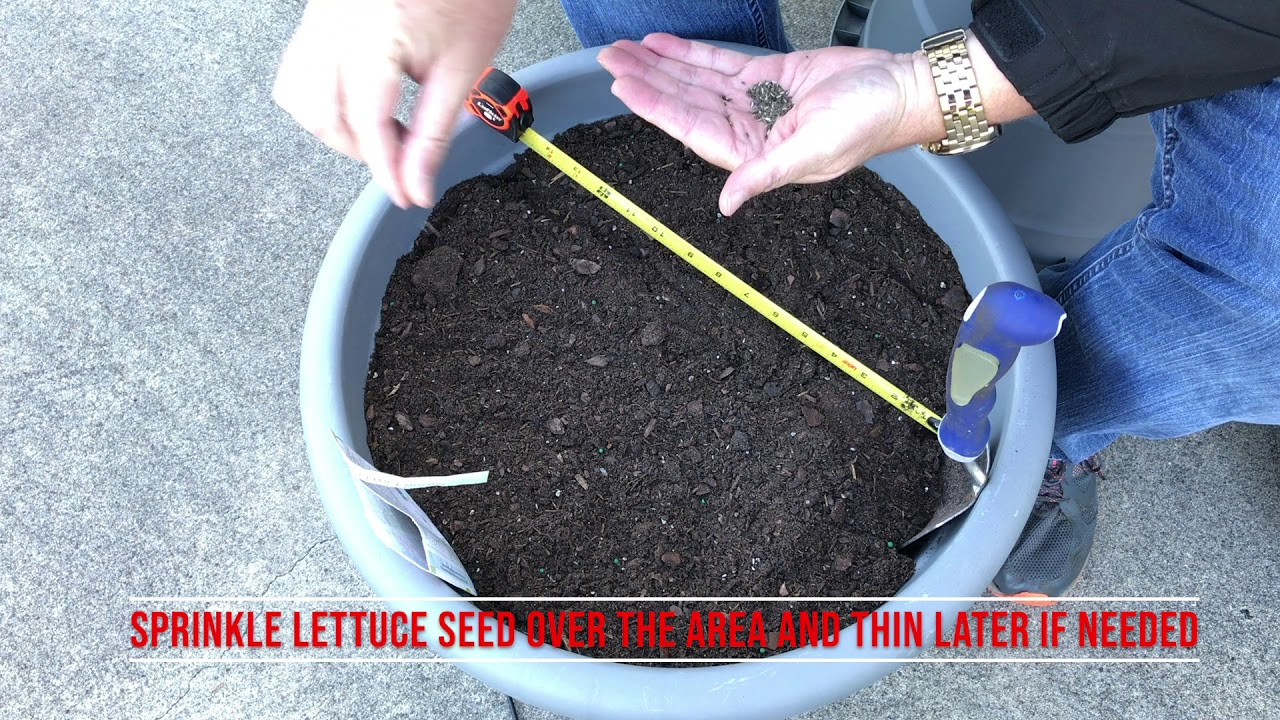 Planting seeds in containers YouTube