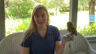 Virtual Lunch and Learn, Species Spotlight  Eastern Screech Owls