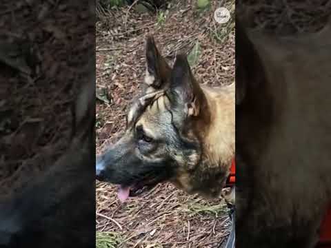 German shepherd shelter dog, Relic, gets his happy ending #Shorts