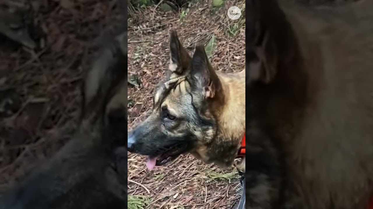 German shepherd shelter dog, Relic, gets his happy ending 