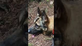 German shepherd shelter dog, Relic, gets his happy ending #Shorts