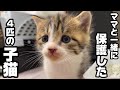 母猫と一緒に保護した野良の子猫4匹へ寒さ対策に秘密兵器をプレゼントしました。