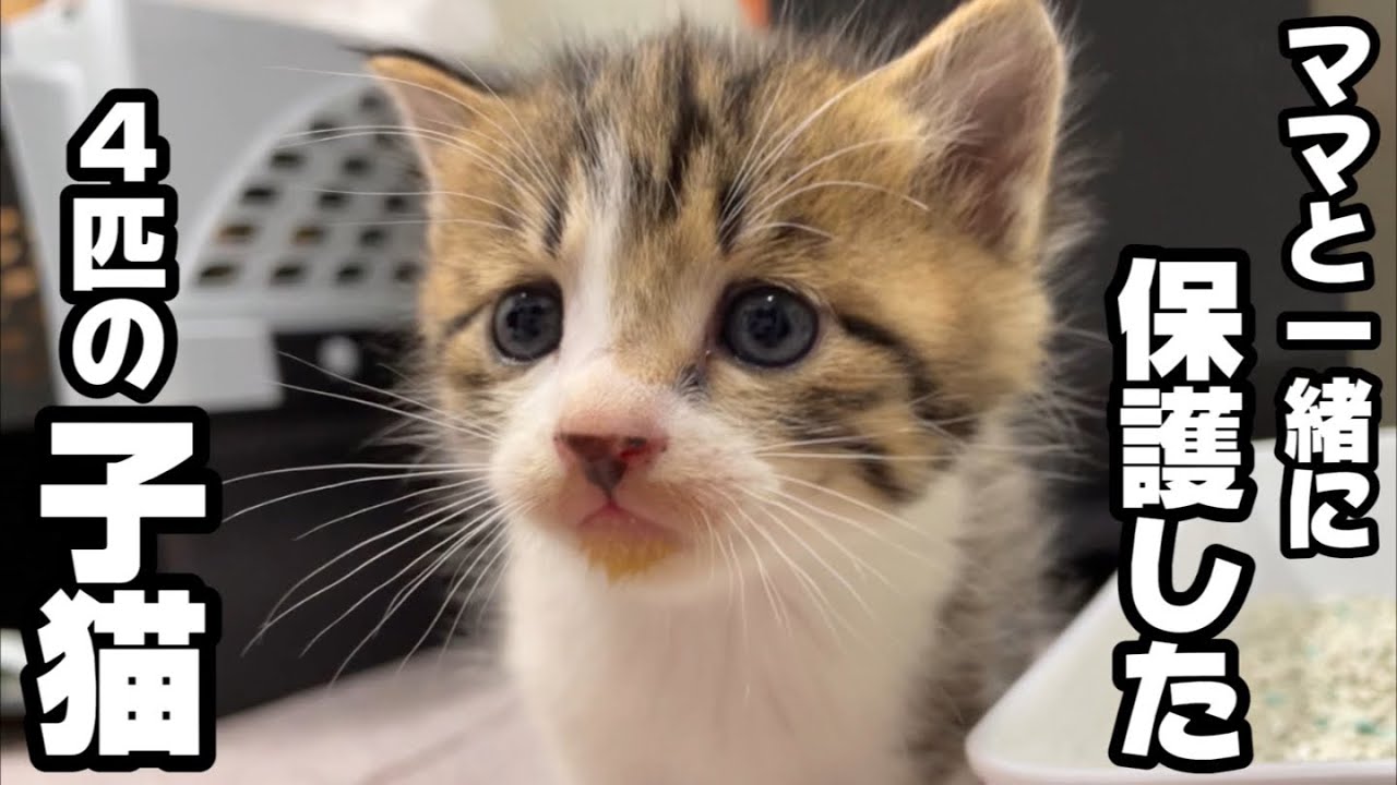 We gave four stray kittens we rescued along with their mother a