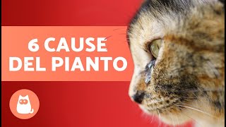 Perché piangono i GATTI?  (6 Motivi principali)