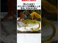 ガン見！蛇に睨まれた蛙もとい#タツノオトシゴ#補食#狙い過ぎ#横取り#囲まれる#蛇に睨まれた蛙#吸引力#見つめ合う