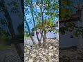 #viralvideo #ytshorts #songs