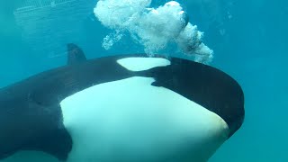 Killer Whales Up Close Tour with the San Diego Pod - 19 June 2019