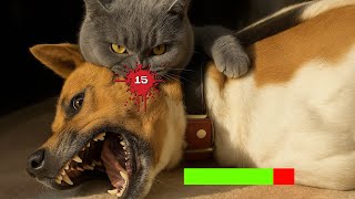 The  CAT Tier List