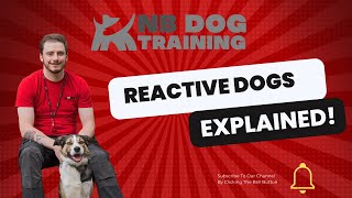 Why is my dog reactive?  Reactive dogs explained.