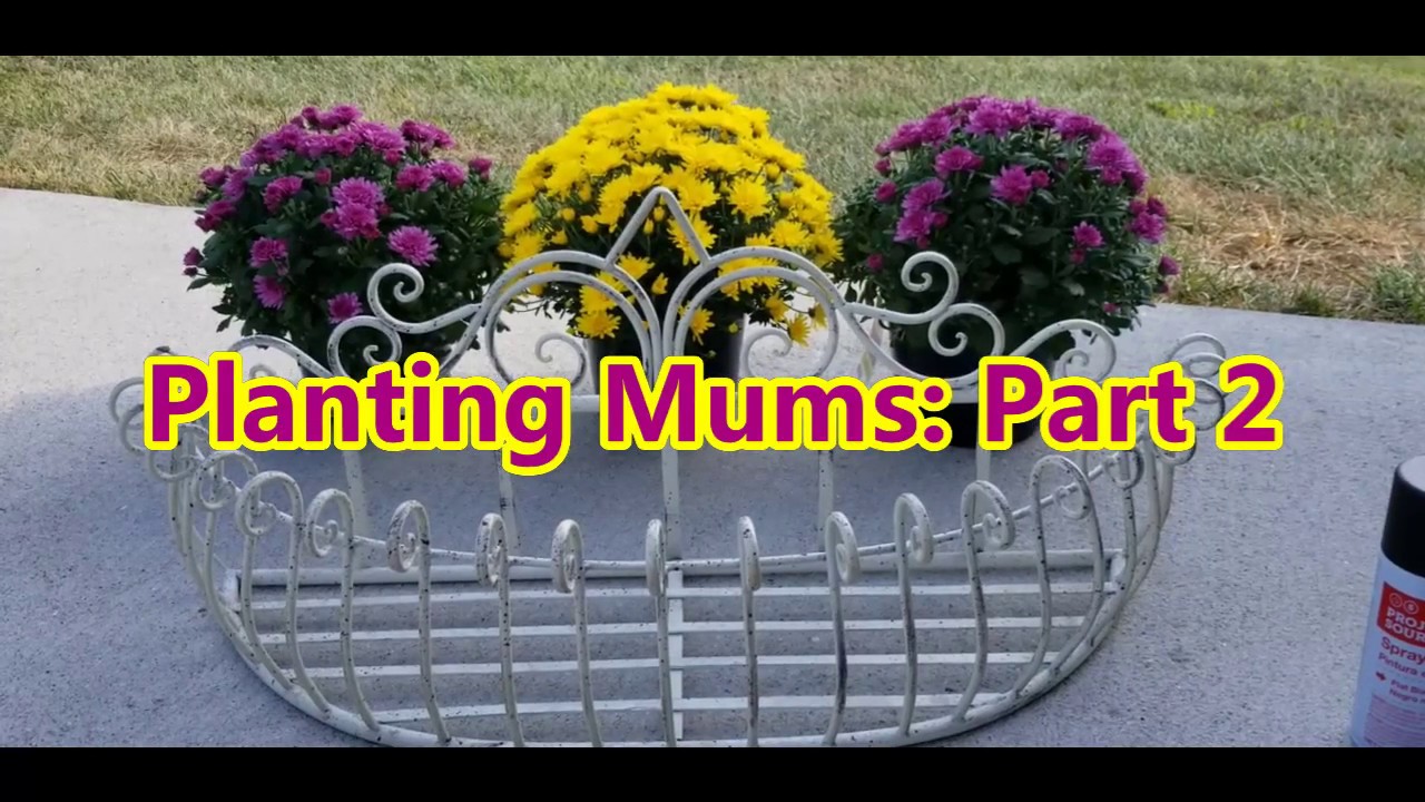 Planting Mums Part 2 YouTube