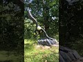 eagle carving and gentle crickets