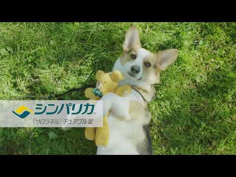 シンパリカ “きみの時計” 6秒動画 コーギー2