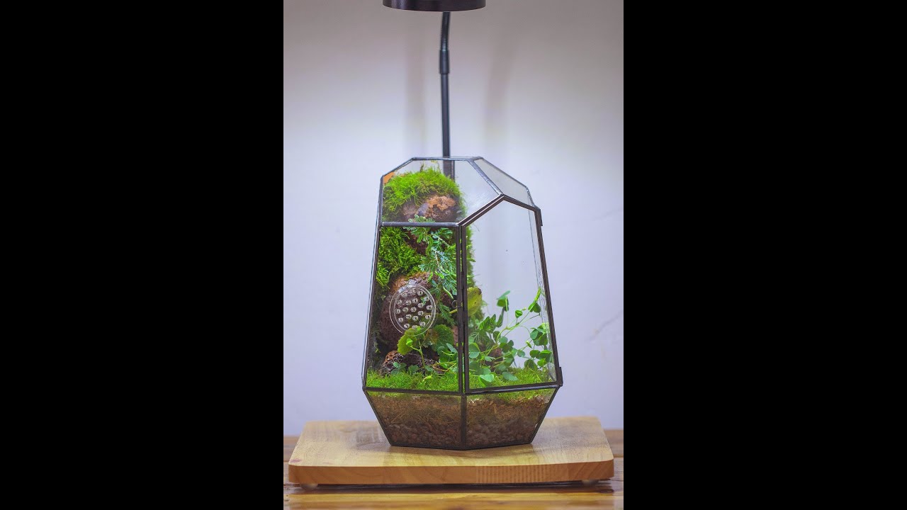 moss wall terrarium building tutorial, full video - YouTube