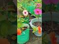 🌱Blooming different colour hibiscus 🌺🪴 🥰#garden #ytshorts #hibiscus #shortvideo #viralvideo #shorts