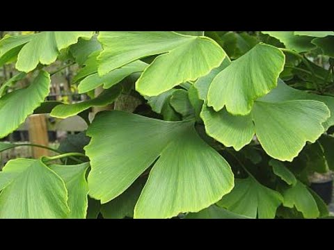 Video: Beneficiile Ginkgo Biloba - Sfaturi pentru cultivarea copacilor de ginkgo