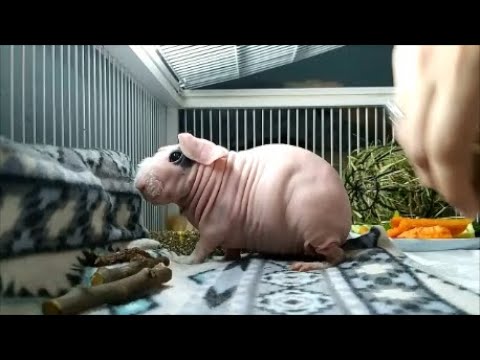 БАФИ заболела.Пневмония(((Чем могут болеть скинни морские свинки(
