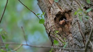 Common noctule bat flying out of a tree cavity