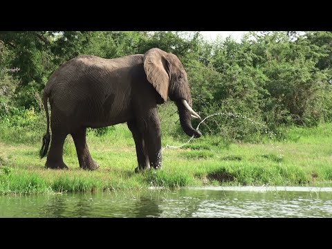 Adult elephant playfully squirts water in 2 directions at once by squeezing trunk tip, just for fun?