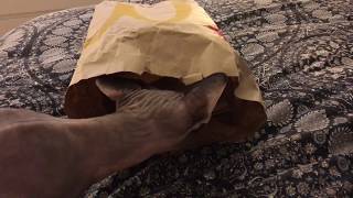 Sphynx digging through the trash by grandepuce8 340 views 6 years ago 3 minutes, 18 seconds