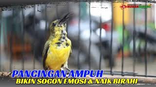 PANCINGAN AMPUH AGAR SOGON EMOSI