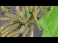 Social leaf tying caterpillar Archips