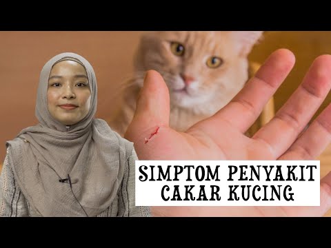 Simptom Penyakit Cakar Kucing