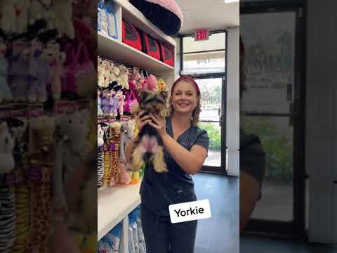 Видео: Лучшие имена щенков для собак Havanese