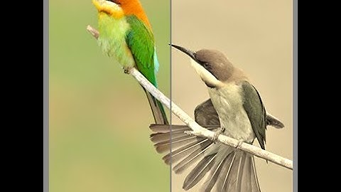 Change Grayscale Image to Color on Hover | CSS Filter Effect