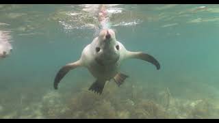 Calypso Star Charters- Sea lion and Great White Sharks by Nicholas Larghi 70 views 1 year ago 1 minute, 48 seconds