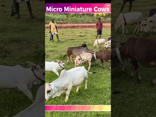 micro Mini cows  #yt #video #cow #cute #hindi #nature #yout #india #animals #reels #tiktok