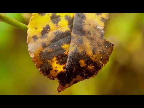 Video: Crne mrlje na lišću - Liječenje crne pjegavosti na lišću