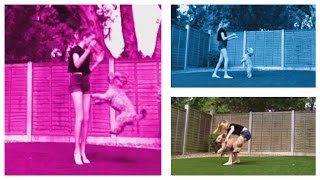 Dog Dancing - Cockapoo Tricks