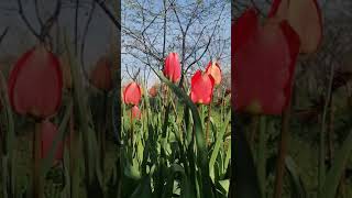 Muhteşem Ezan Mehmet Emin Karataş