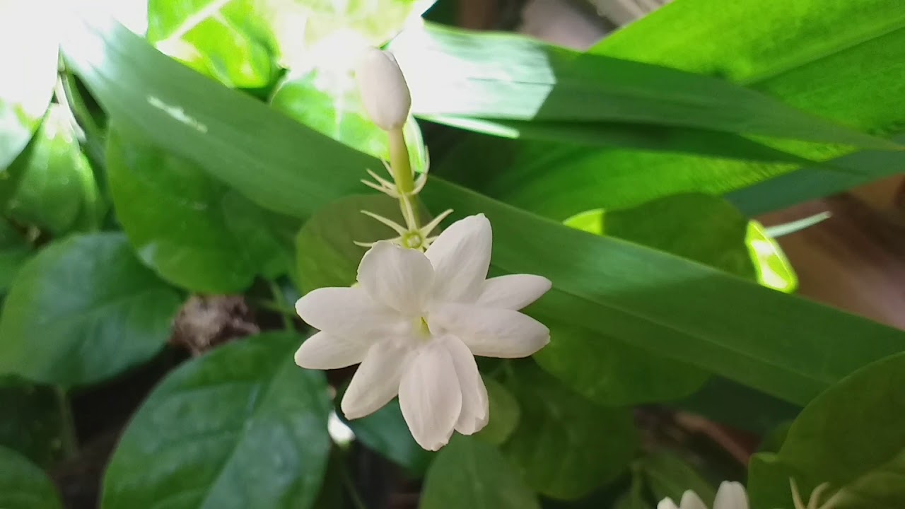 Mostrando as flores,jasmim tipo trepadeira, begonia, dantura e outras🌺 -  thptnganamst.edu.vn