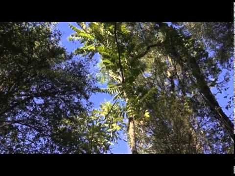 Video: ¿A qué distancia debo plantar cedros?