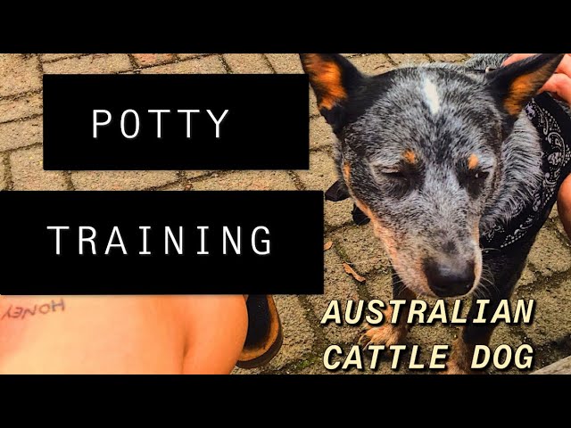 australian cattle dog puppy training