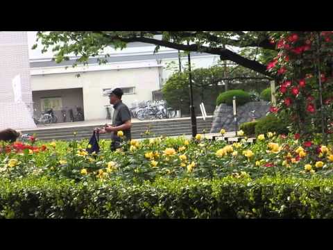 世田谷区立大蔵運動公園のバラ
