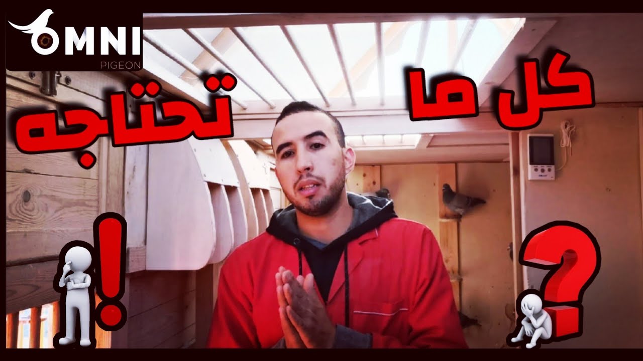 كيف ⁉️ أهيئ حمامي اسبوع السباق 😯🔥 المكملات التي استعملها 🤔 كيف اوظف الأكل🌾🌽 متى ابدا التداريب 💯
