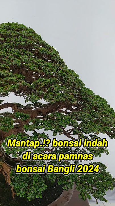 Mantap,bonsai sancang di acara kontes bonsai nasional di Bangli 2024